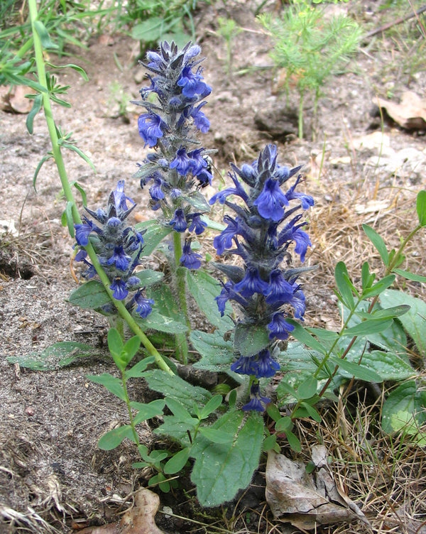 Bugle