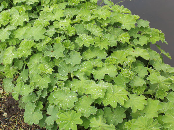 Lady's Mantle