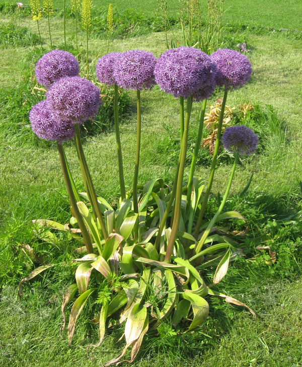 Allium