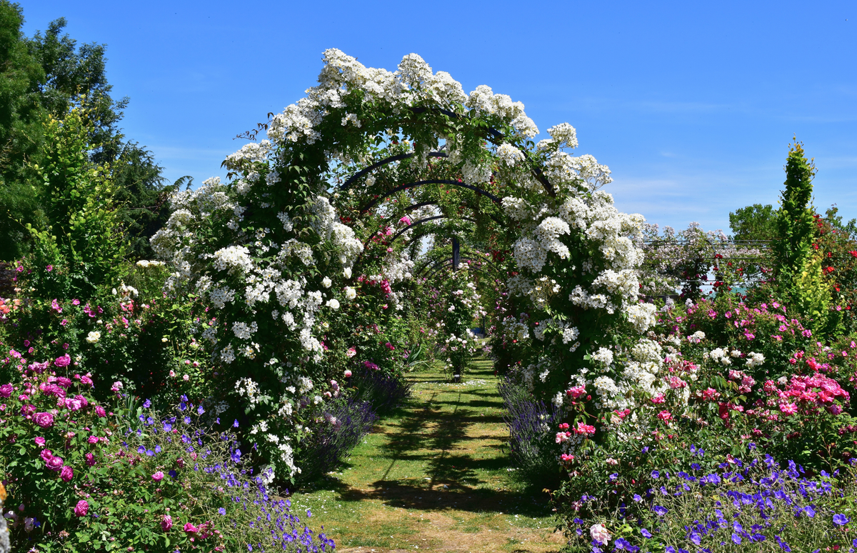 Rose Gardens