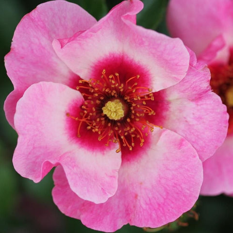 Pink and white rose bloom with yellow center and red-tipped stamens