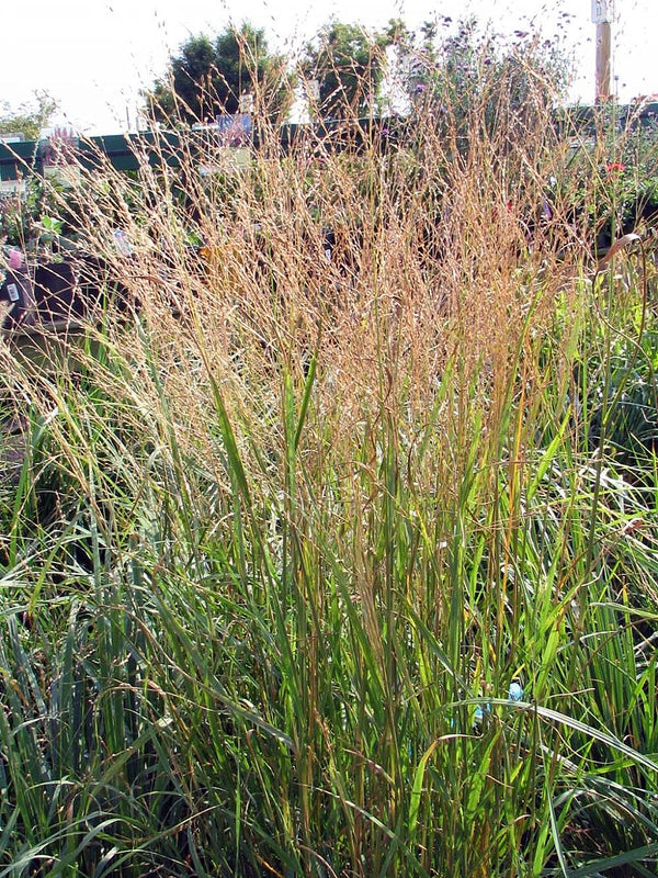 Ornamental Grass