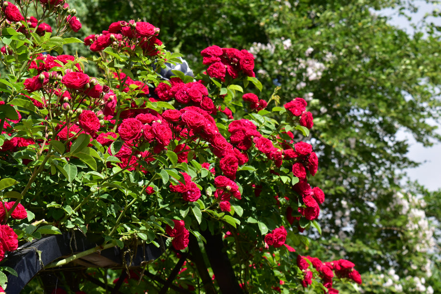 Pruning A Rambling Rose