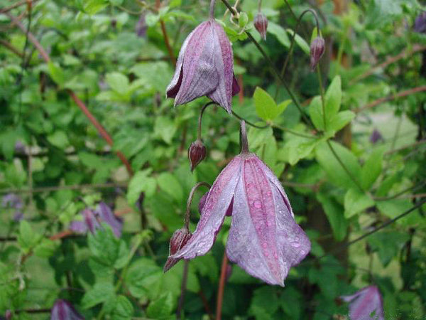 Clematis