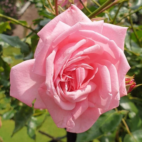 Pink double rose flower with curled inner petals