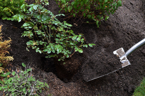 Step 4. Place the plant in the hole