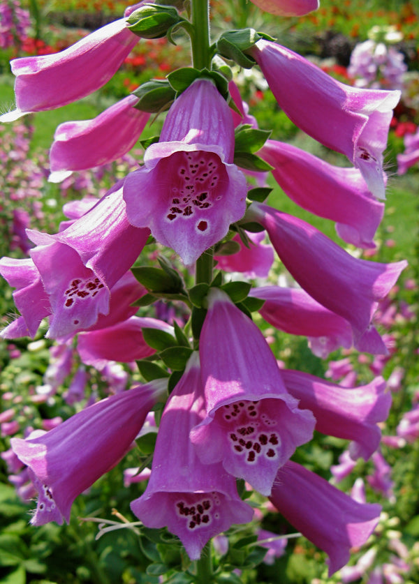 Foxglove