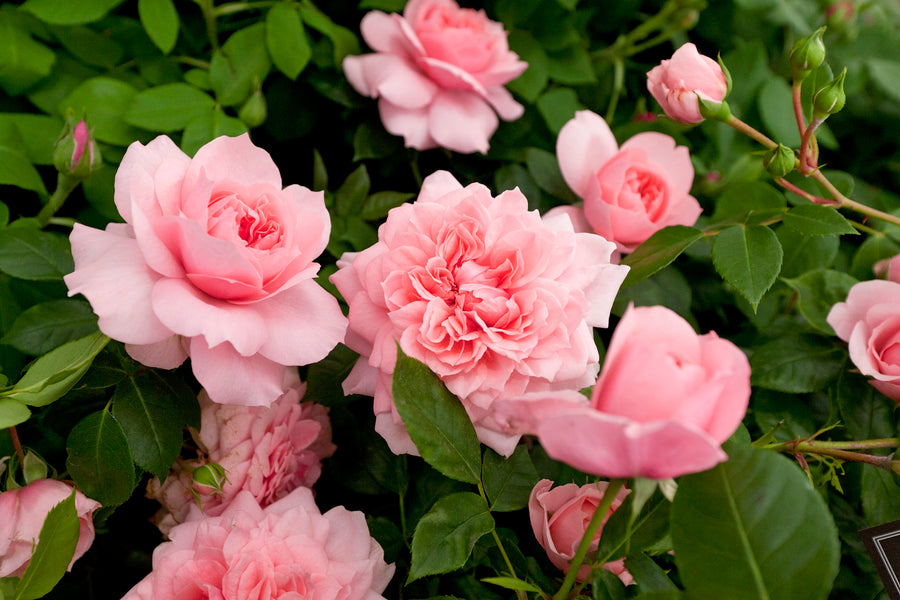 Pruning A Shrub Rose