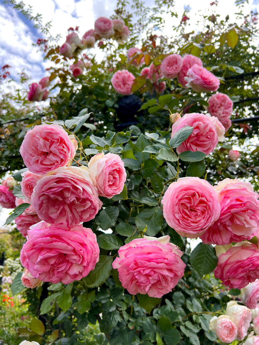 Pruning A Climbing Rose