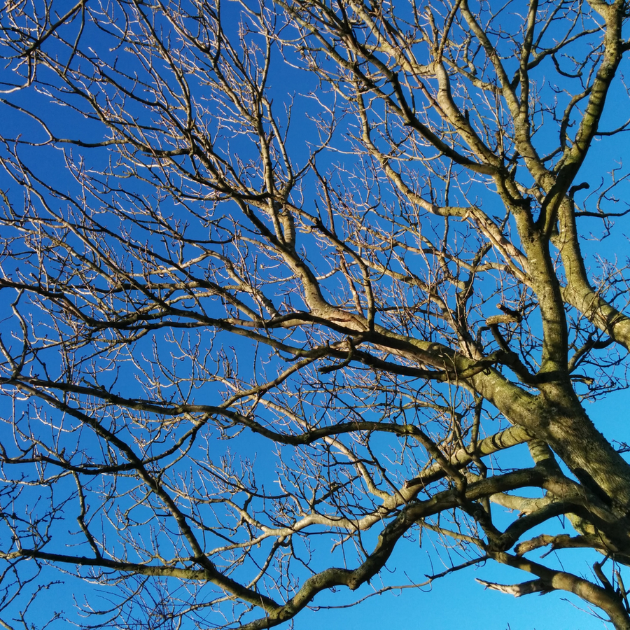 The Secret Life Of Trees In Winter