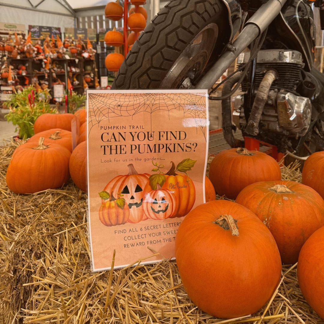 Kids Pumpkin Trail