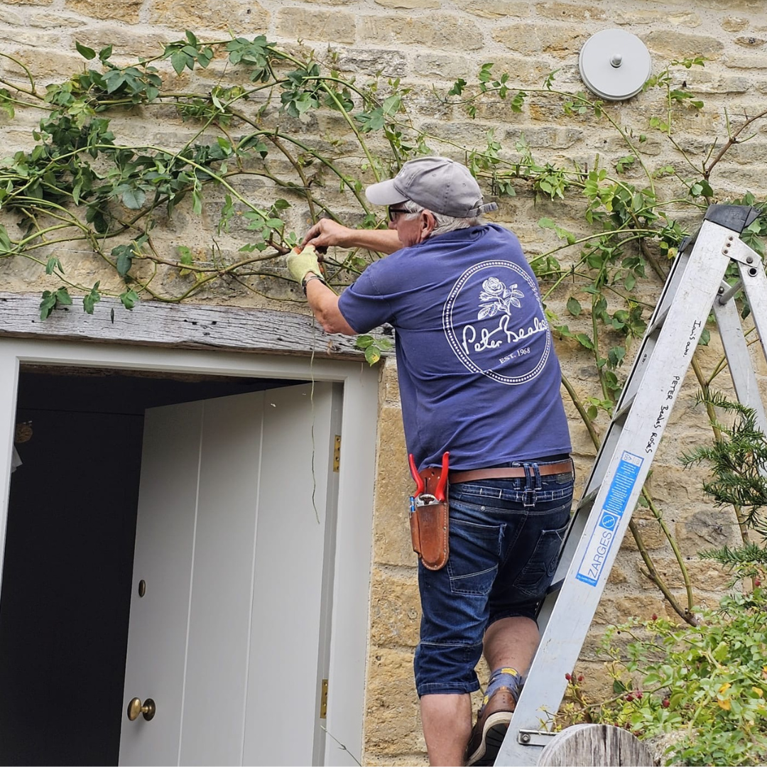 Planting & Pruning Roses