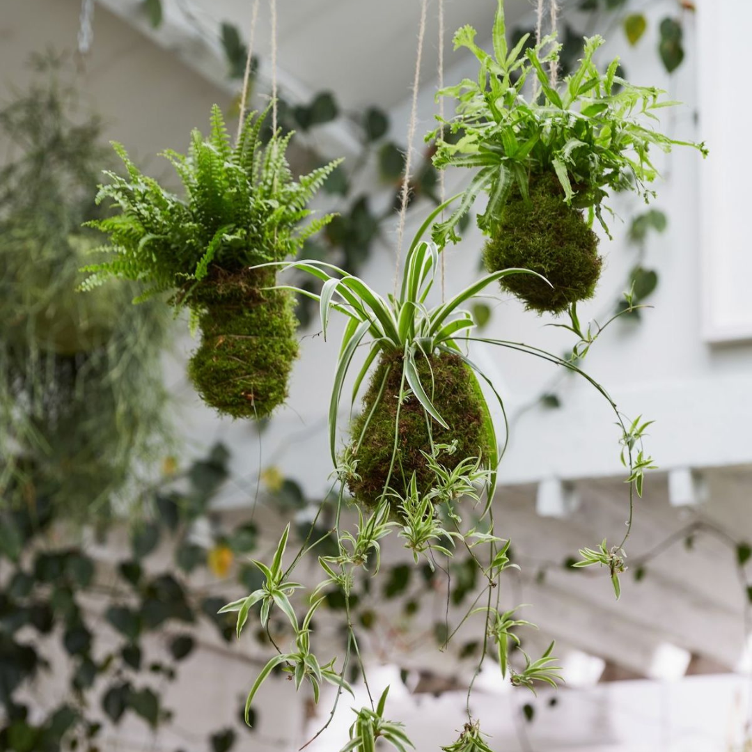 Kokedama Workshop