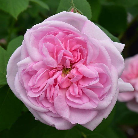 Pink rose flower close-up on green leaves