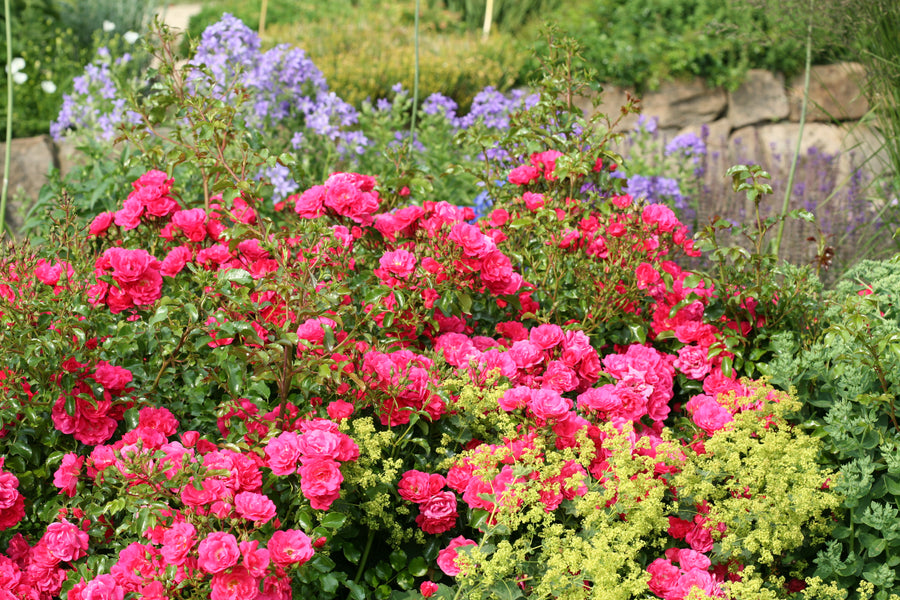 Pruning & Maintenance