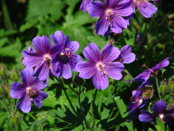 Hardy Geranium