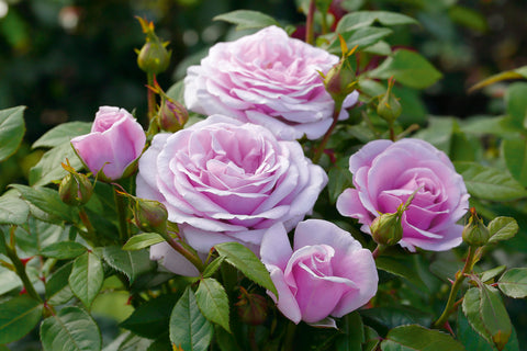 Unique Colour Roses