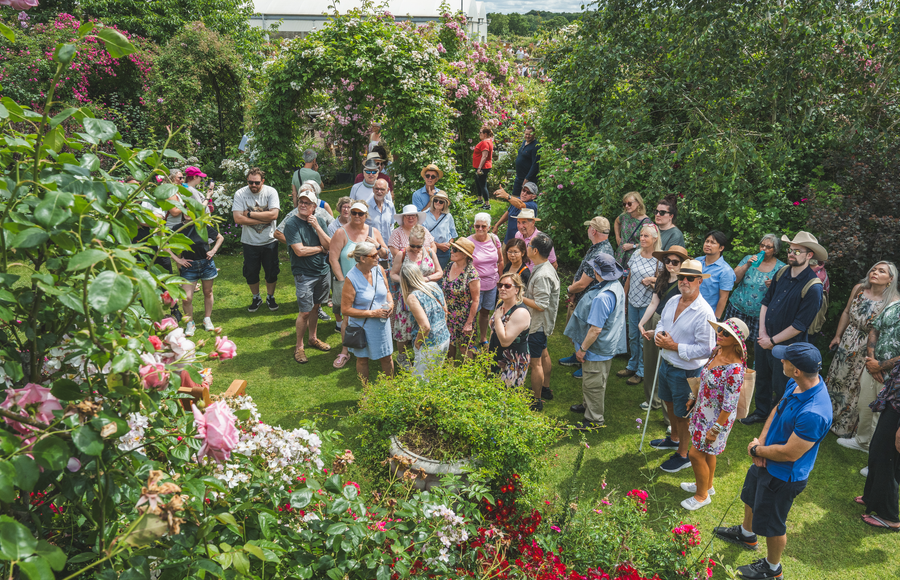 Rose Festival