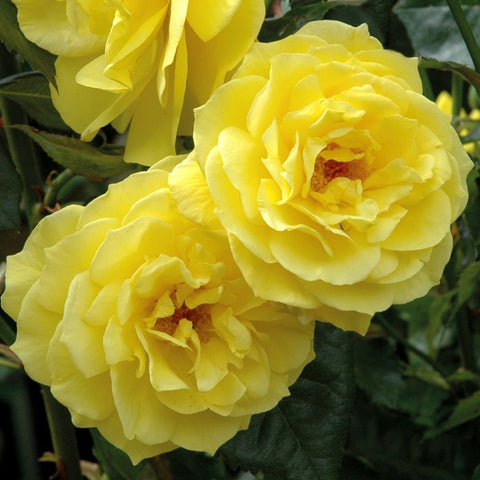 Yellow rose bush double blooms with open centers and textured green leaves
