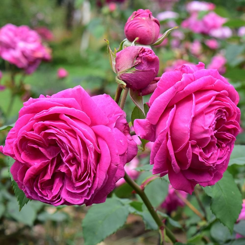 Who is Growing in your Garden