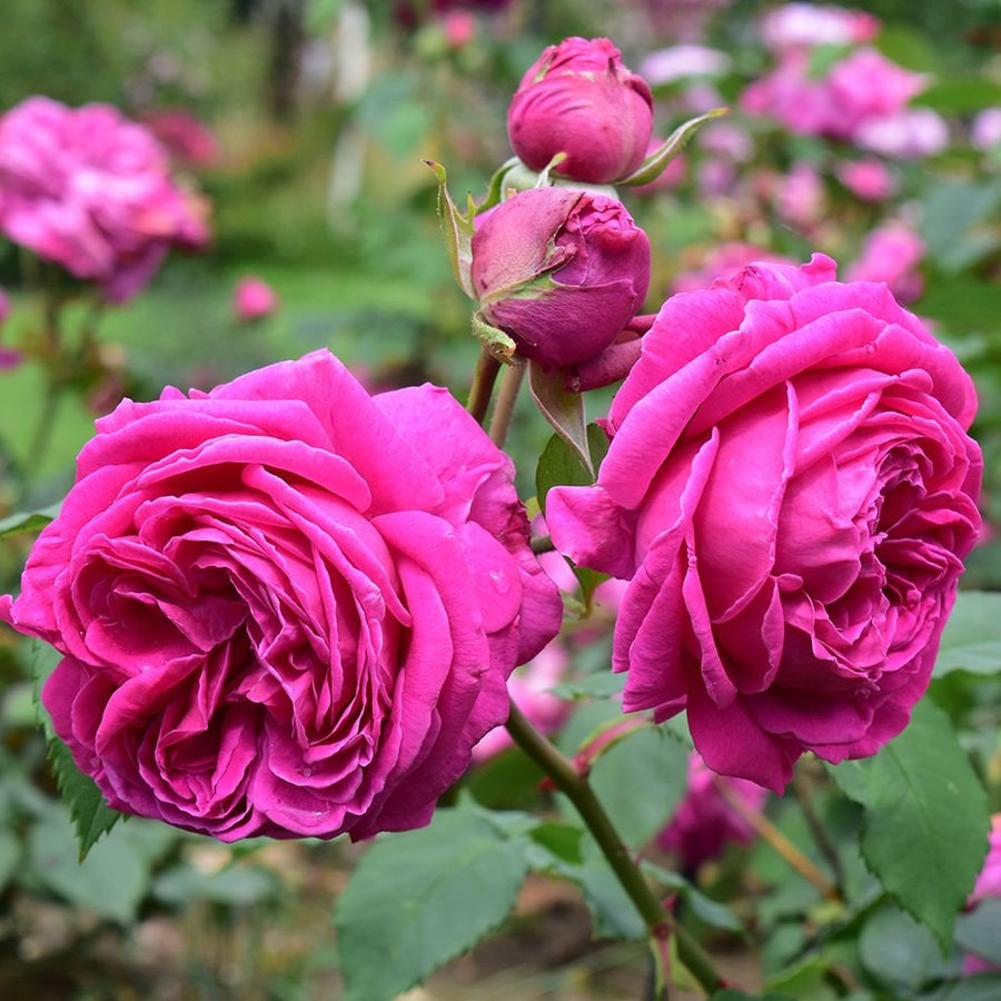 Who is Growing in your Garden