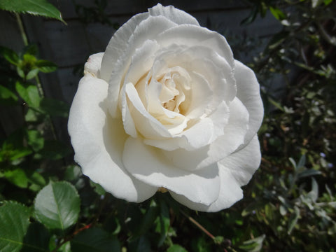 White Roses