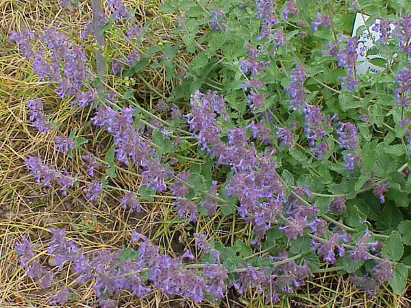 Catmint