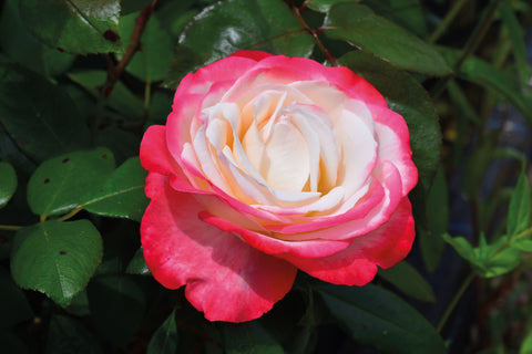 Multi Coloured Roses
