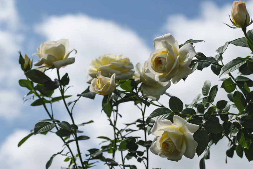 Light Pink Roses – Page 4 – Peter Beales Roses