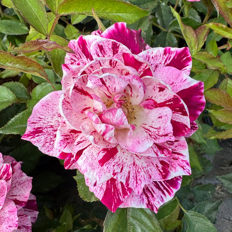 Pink and white striped rose flower with ruffled petals and pale yellow center