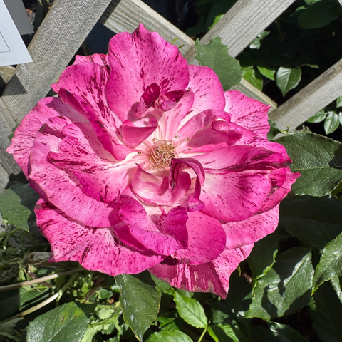 Large pink and white striped rose with open flower and yellow stamens