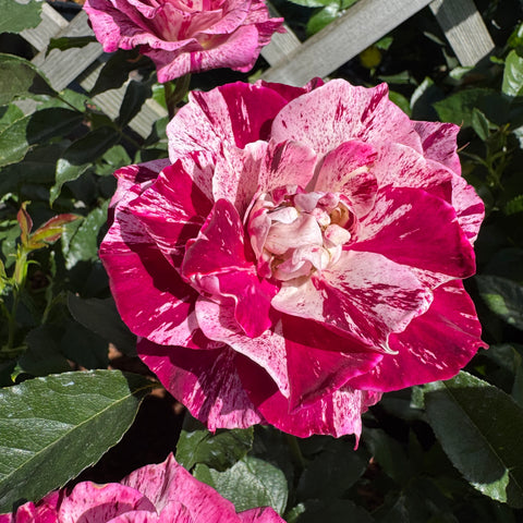 Pink and white rose bloom with bold vertical stripes and ruffled layered petals