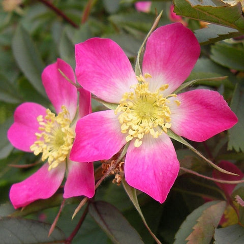Pink wild rose flower with five bright petals and yellow center, on thorny stems