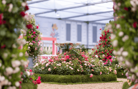 Bestselling Roses