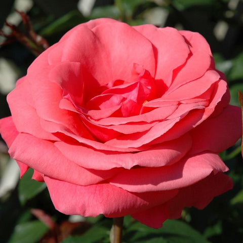 Pink rose bloom with layered petals and green leaves