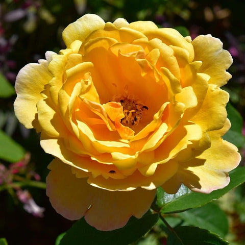 Yellow rose blossom with ruffled petals and green leaves on a rose plant