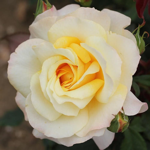 Cream and yellow rose bloom with layered petals and green buds