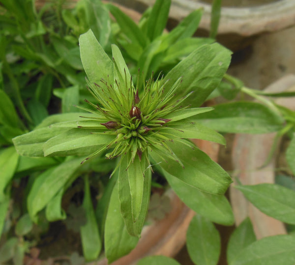 Sweet William