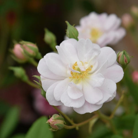 White rose flower with yellow center, green buds and leaves on a twig