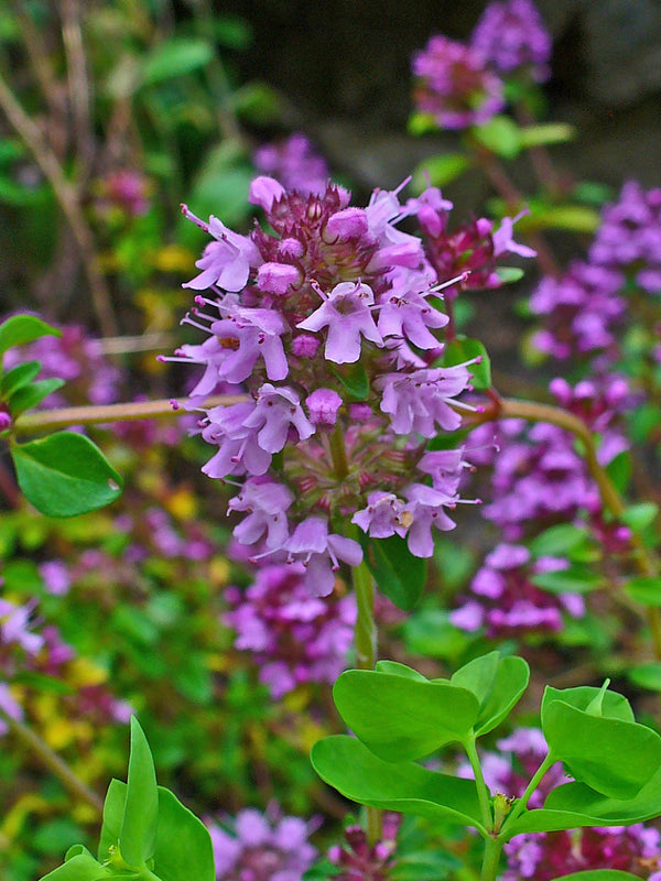 Creeping Thyme
