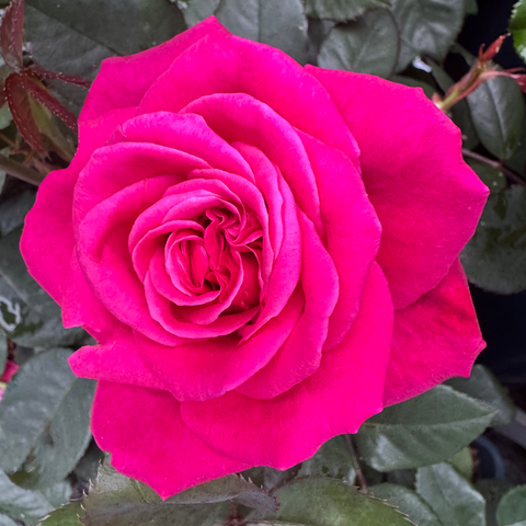 Bright pink layered rose blossom with curled petals and green leaves
