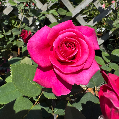 Pink rose bloom with tightly layered petals and green leaves on stems