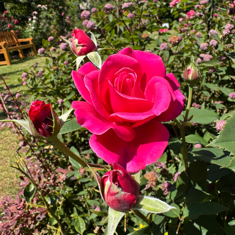 Pink rose flower on a bush with buds and green leaves