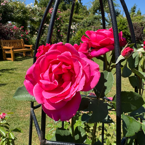 Pink rose blooms growing on stems with green leaves