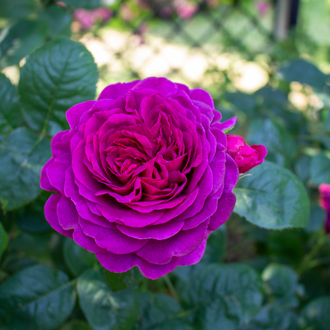 Timeless Purple