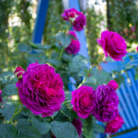 Timeless Purple