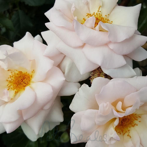 White rose blossoms with pale yellow centers