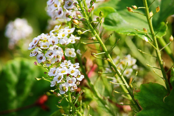 Sweet Alyssum