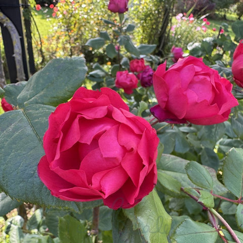 Bright pink double rose blooms with green leaves