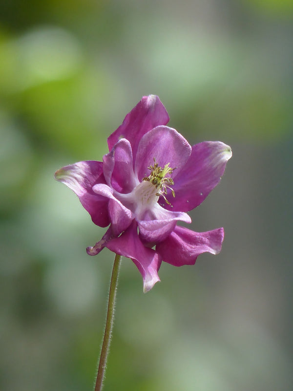 Aquilegia